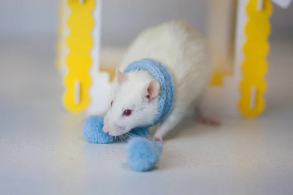 Le rat est en métal blanc. Le symbole du Nouvel An chinois — Photo