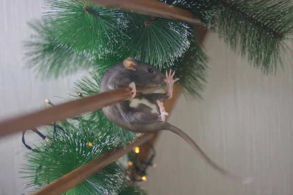 회색쥐는 아래로 떨어집니다. 생쥐는 중국 사람들의 상징이다 — 스톡 사진