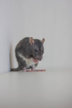 The gray rat eats. pet clipart