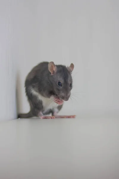 Le rat gris mange. animal domestique — Photo