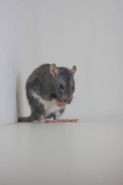 The gray rat eats. pet