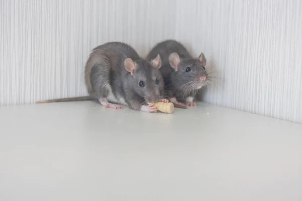 Ratten zijn grijs samen. In het nauw gedreven. Een val. Nee. — Stockfoto