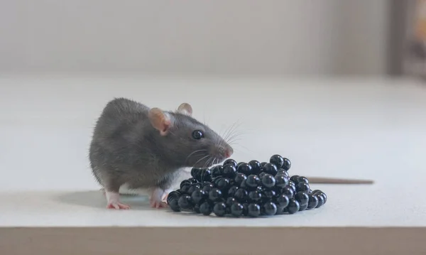 La rata es gris. Concepto de residuos biológicos. Rata y sus excrementos —  Fotos de Stock