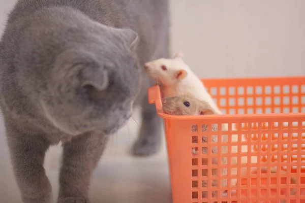 Eine weiße Ratte in einem orangefarbenen Kasten versteckt sich vor einer grauen Katze. Symbol — Stockfoto