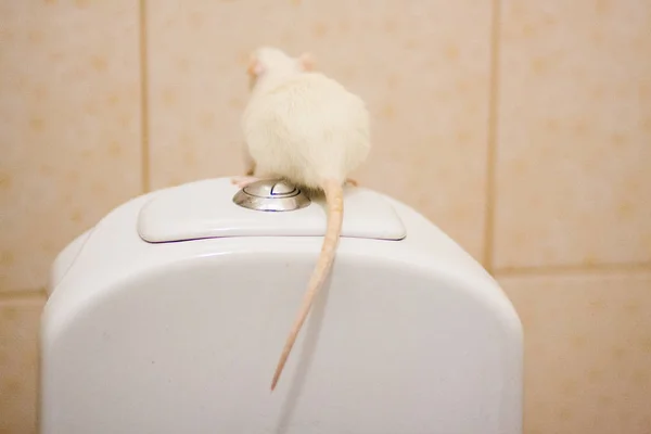 Hemorrhoids concept. White rat on the toilet. on white — Stock Photo, Image