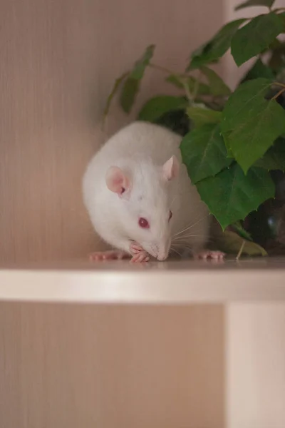 Biały szczur na półce wśród zielonych liści. Symbol: — Zdjęcie stockowe
