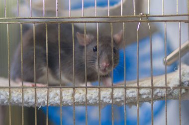 Evdeki gri sıçan. Bir evcil hayvan için kafes. Çince sembolü