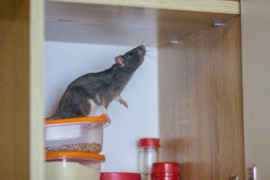 Gri sıçan burnunu rüzgara karşı tutar. Lezzetli yemek kokuyor. Sağlıksız koşullar. Yemeğin portakal kapağında.