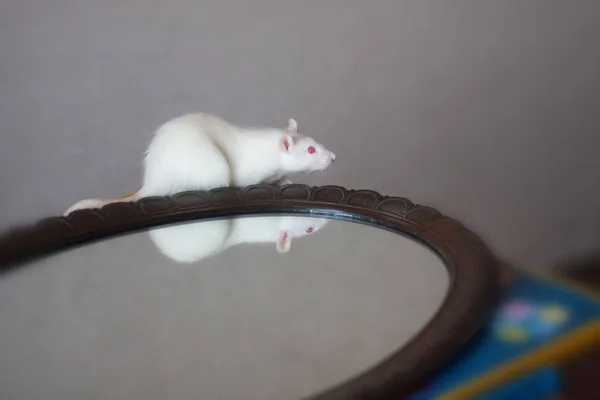 Rato branco no copo. reflexão e autoconhecimento. rato — Fotografia de Stock