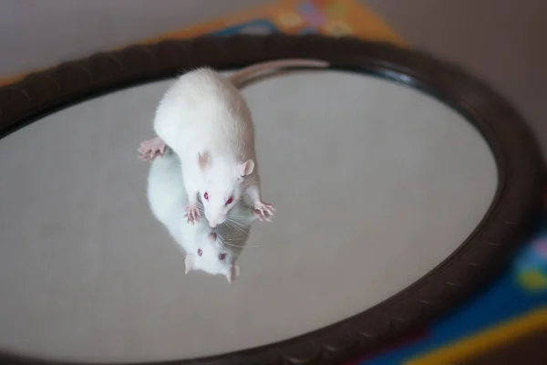 Белая крыса на стекле. Символ Китая — стоковое фото