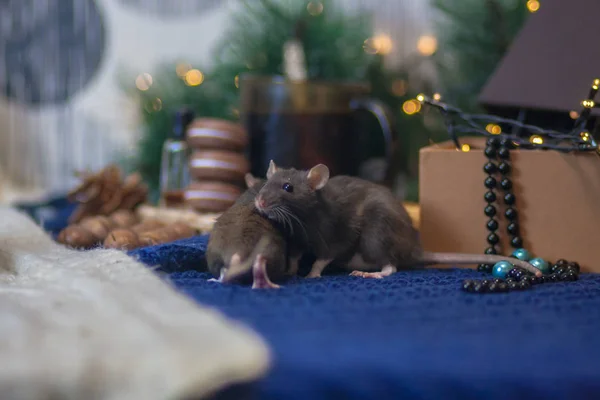 La rata gris entre las decoraciones navideñas para el árbol . — Foto de Stock