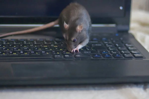 コンピューターのキーボードにグレーのラット。コンピューター・マウス象徴として — ストック写真