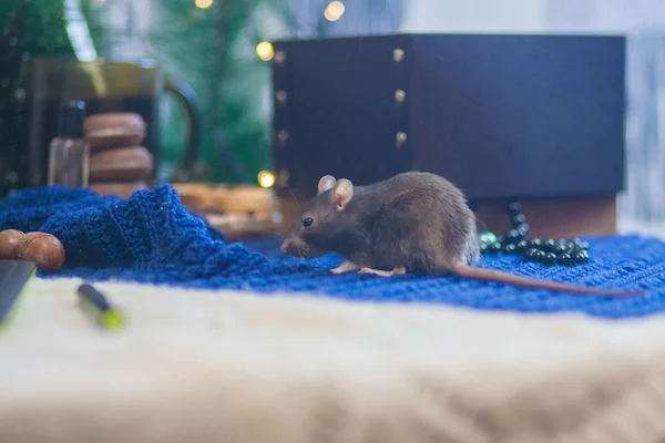 La rata gris en la mesa de Año Nuevo. festín en el dulce. símbolo — Foto de Stock