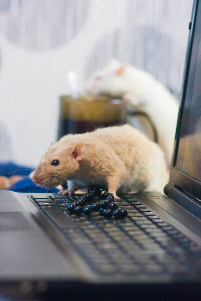 Rat beige on a computer keyboard. computer mouse. symbol of — Stock Photo, Image