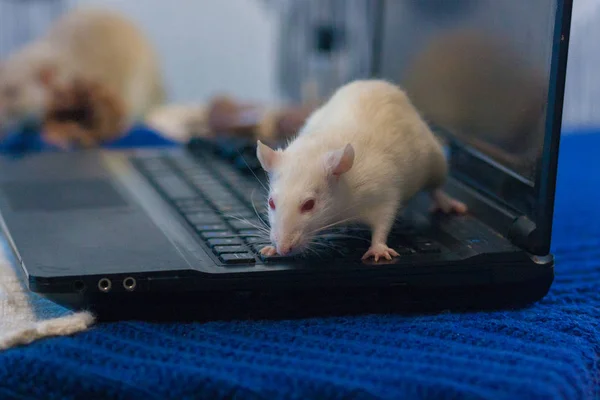 Rato branco num teclado de computador. hackers e sites de hackers . — Fotografia de Stock