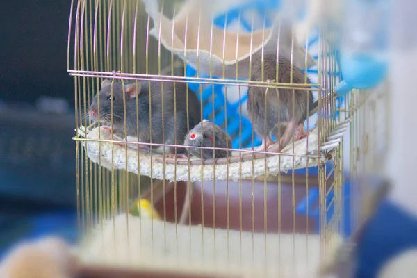 O rato cinzento da casa. gaiola para um animal de estimação. símbolo de chinês — Fotografia de Stock