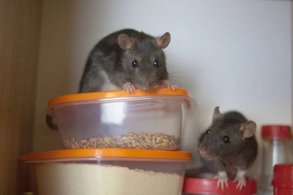 O rato cinzento come provisões de comida. condições insalubres. na tampa laranja do recipiente para alimentos. símbolo — Fotografia de Stock