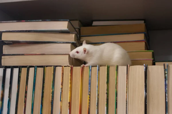 Білий щур у книжковій шафі. знайти правильну річ. концепція дитячої . — стокове фото