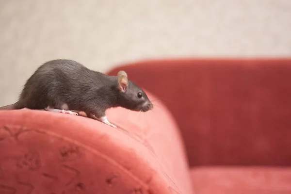 The rat is gray on red. symbol of chinese — Stock Photo, Image