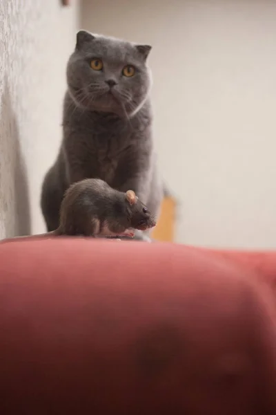 회색 쥐와 회색 고양이는 위험 합니다. 중국의 상징 — 스톡 사진