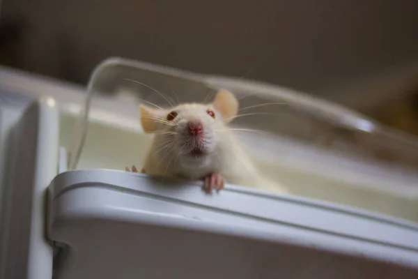 Biały szczur w lodówce patrzy w dół. szkodnik. je zapasy żywności. — Zdjęcie stockowe