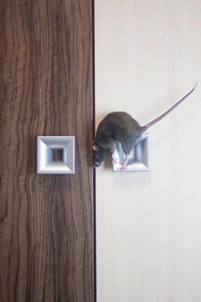 De rat is grijs op de deurknop. symbool — Stockfoto