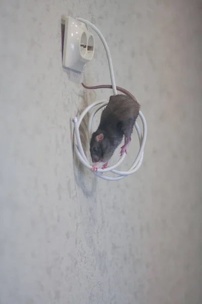 Gray rat nibbles wires in the wall. risk of short circuit. symbol of — Stock Photo, Image