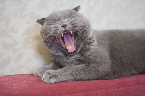 O gato cinzento está bocejando. Boca de gato Dentes de gato. Mordida de gato. Britânico — Fotografia de Stock