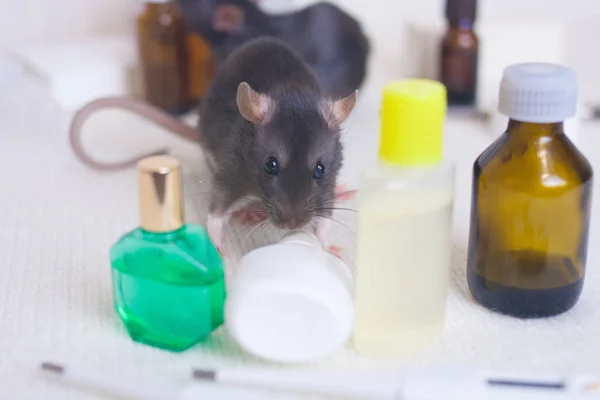 Le rat est une expérience grise parmi une bouteille de médecine . — Photo