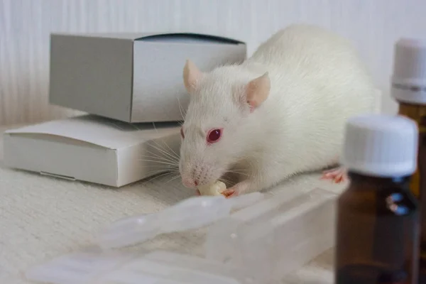 Råttan är en vit experiment bland en flaska läkemedel — Stockfoto