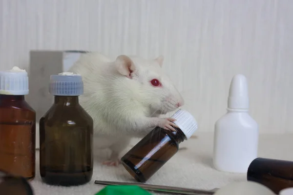 Vit råtta och glasflaska med medicin. Laboratorieförsök — Stockfoto