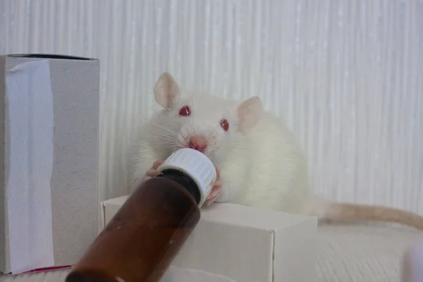 하얀 쥐와 유리병에 약을 담았습니다. 실험실 실험 — 스톡 사진