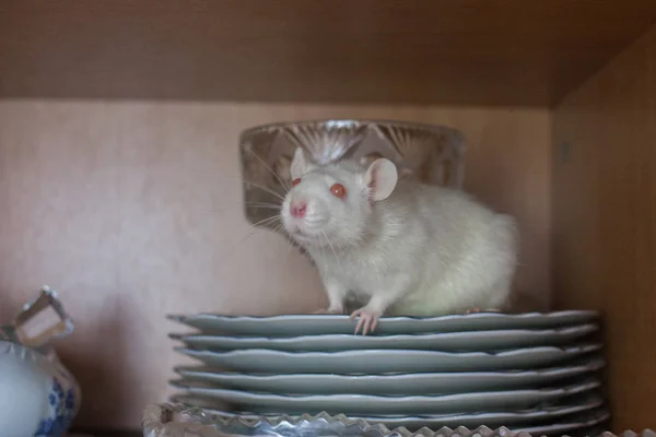 Weiße Ratte auf keramischen Tellern. Symbol für das Jahr 2020. chinesisch — Stockfoto