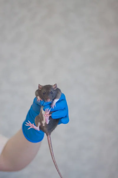 Le rat gris est entre les mains du docteur. expériences sur des animaux. Symbole de 2020 . — Photo