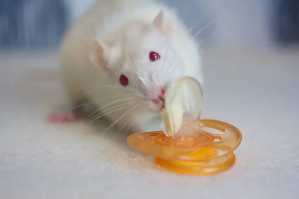 Rat blanc et mamelon de bébé. Nourrir. Symbole de 2020 — Photo