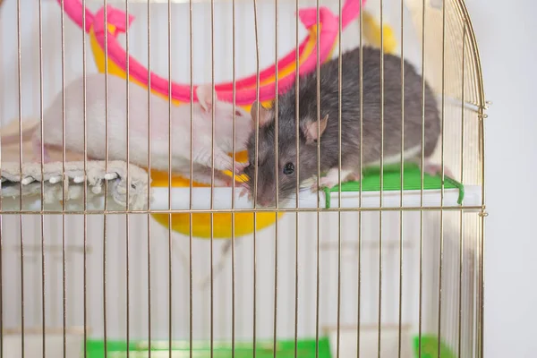 Rat est le symbole de 2020 du calendrier chinois dans la cage . — Photo