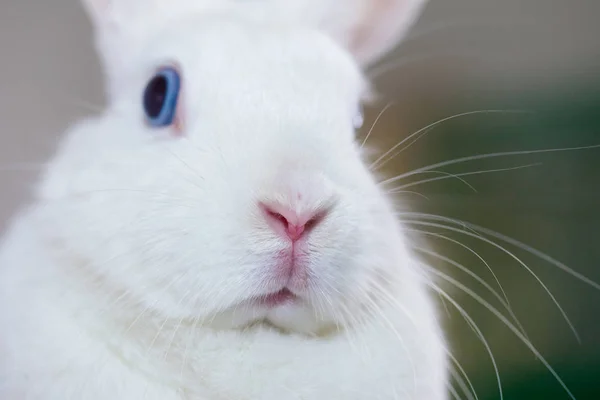 Stupido concetto. coniglio dagli occhi azzurri e bianco. favoloso coniglietto su un — Foto Stock