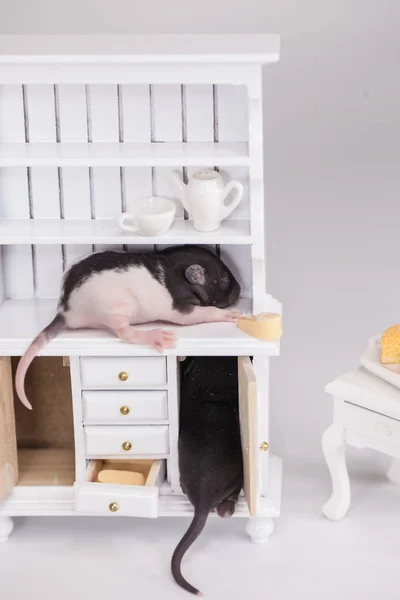 Ratten landeten im Schrank. Ratten nagen an Möbeln. klein schön — Stockfoto