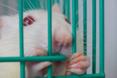 Kafes kafesinin arkasındaki sıçan..