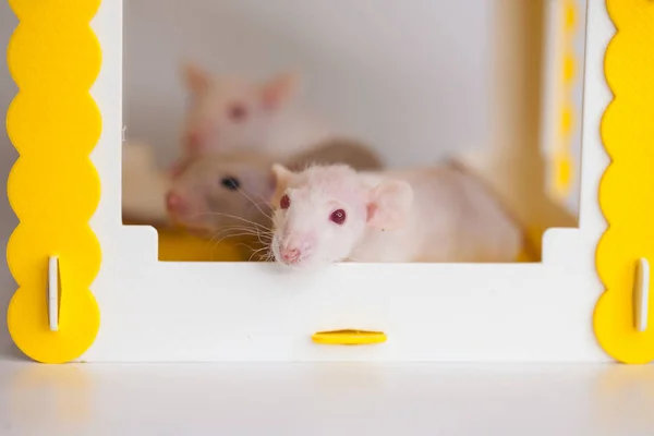 Rata blanca. Concepto de casa. animal en un amarillo —  Fotos de Stock