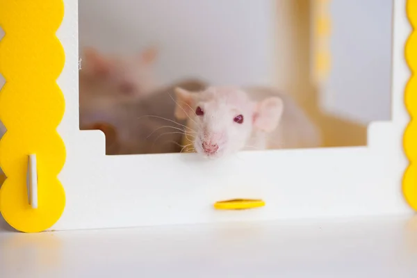 Vit råtta. Husets koncept. djur i gult — Stockfoto