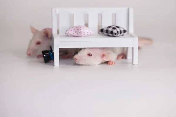 Die Ratte ist weiß. Verstecken unter der weißen Bank. Niedliches Baby — Stockfoto