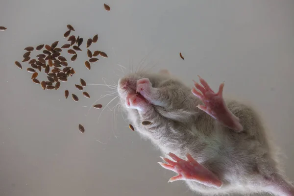 Rata de abajo hacia arriba. una nutrición adecuada de los animales. ratón —  Fotos de Stock