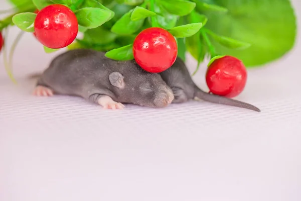 Крысы маленькие и красные ягоды. мышь в растительности . — стоковое фото