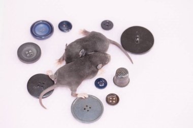 Gri sıçan ve dikiş düğmeleri.