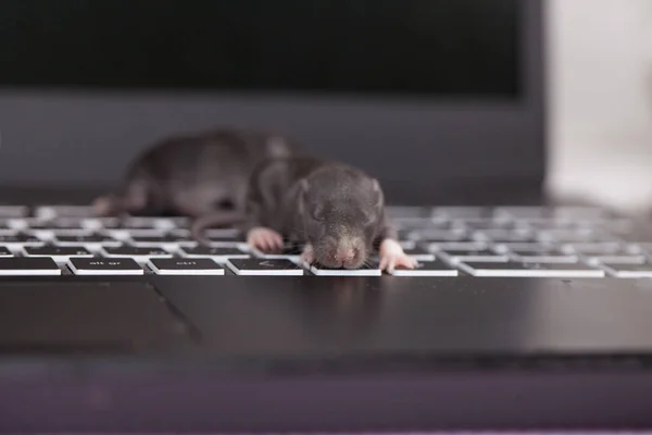Крысы и компьютерная клавиатура. развитые животные — стоковое фото