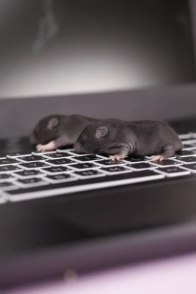 ネズミとコンピューターのキーボード。進化した動物. — ストック写真