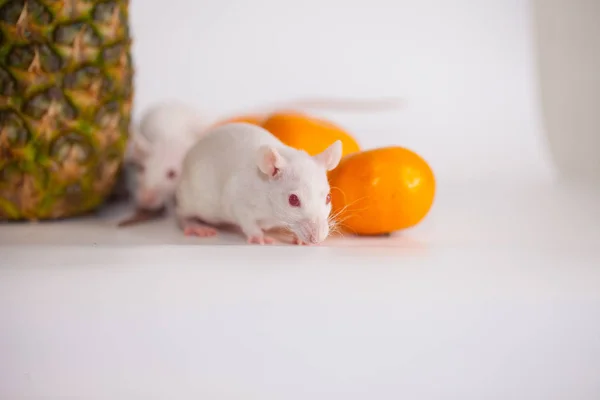 Ratos e abacaxi com laranja. Nutrição de animais de estimação de vitamina — Fotografia de Stock