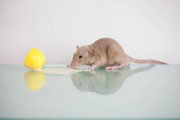 Ratti e latte versato da un giallo — Foto Stock