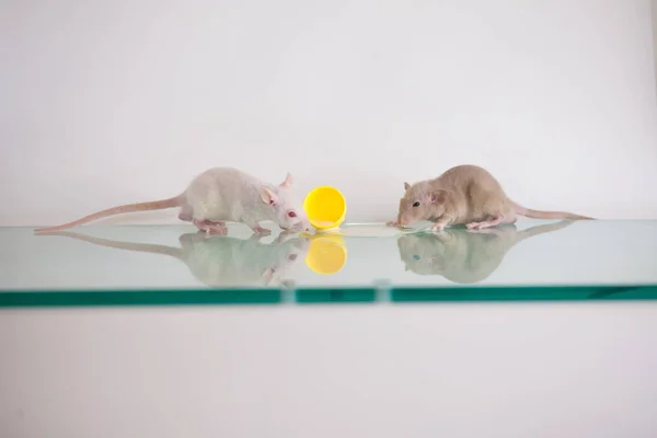 Las ratas y la leche derramada de una taza amarilla en una superficie reflectante de vidrio. sobre blanco —  Fotos de Stock